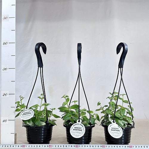 ［現品］1番　エスキナンサス　ラディカンス　斑入り　5号　観葉　室内　吊り下げ 在庫］【珍しい】エスキナンサス ラディカンス 斑入り 5号 観葉
