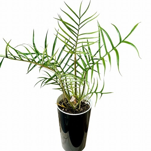 フィロデンドロン トータム(トルツム) 6号 ｜芳樹園オンラインショップ