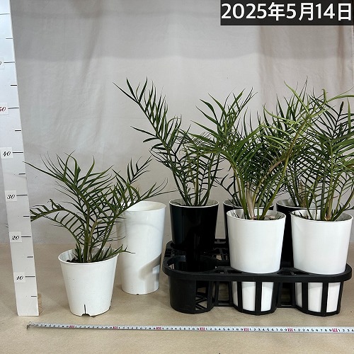 フィロデンドロン トータム(トルツム) 6号 ｜芳樹園オンラインショップ