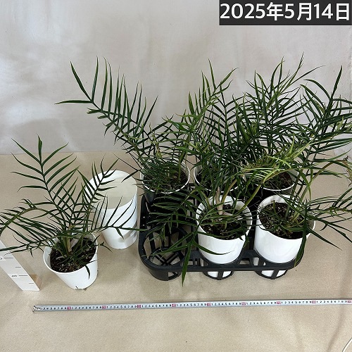 フィロデンドロン トータム(トルツム) 6号 ｜芳樹園オンラインショップ