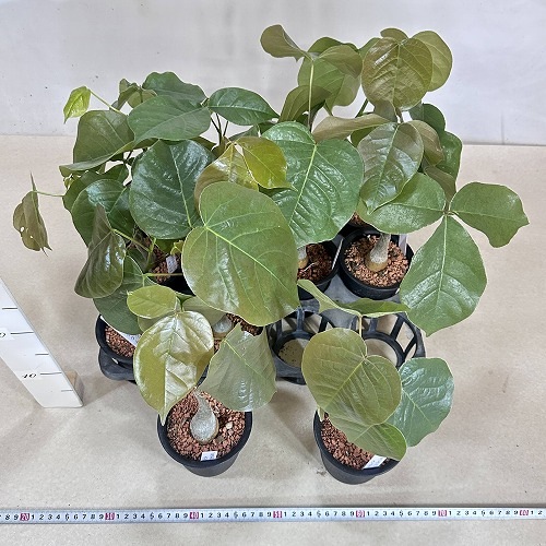 葉傷みあり】プセウドボンバックス 3号鉢(個体おまかせ1鉢