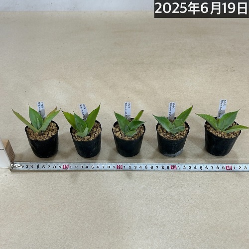 アガベ ポタトラムドワーフ 2号ポット(個体おまかせ1鉢)｜芳樹園