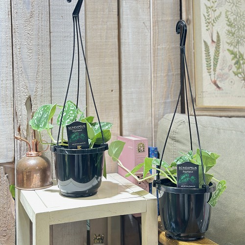 スキンダプサス ピクタス アルギレウス 4号吊り鉢(個体おまかせ1鉢