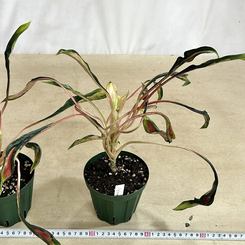 アグラオネマ メデューサ 4号スリット鉢(緑)(個体おまかせ1鉢)｜芳樹園