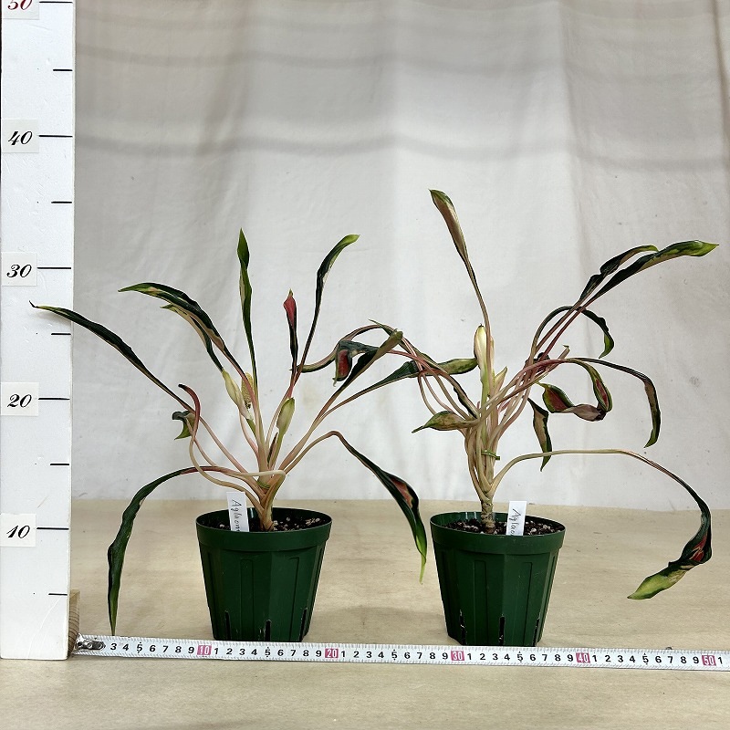 アグラオネマ メデューサ 4号スリット鉢(緑)(個体おまかせ1鉢)｜芳樹園