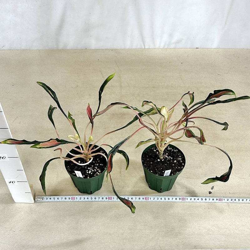 アグラオネマ メデューサ 4号スリット鉢(緑)(個体おまかせ1鉢)｜芳樹園