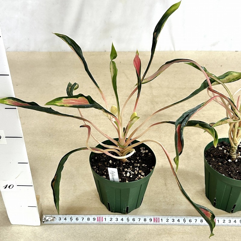 アグラオネマ メデューサ 4号スリット鉢(緑)(個体おまかせ1鉢)｜芳樹園