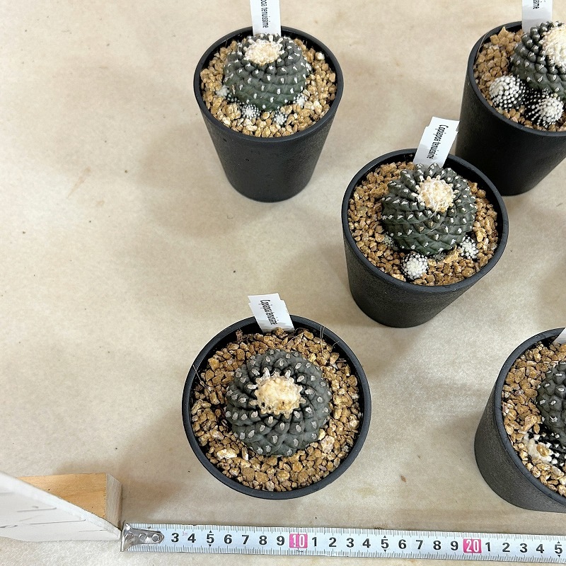 コピアポア フミリス テヌイシマ 3.5号鉢(個体おまかせ1鉢)｜芳樹園