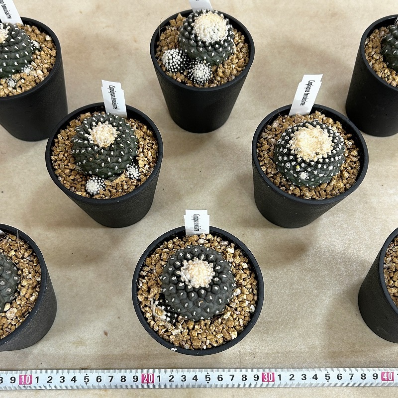 コピアポア フミリス テヌイシマ 3.5号鉢(個体おまかせ1鉢)｜芳樹園