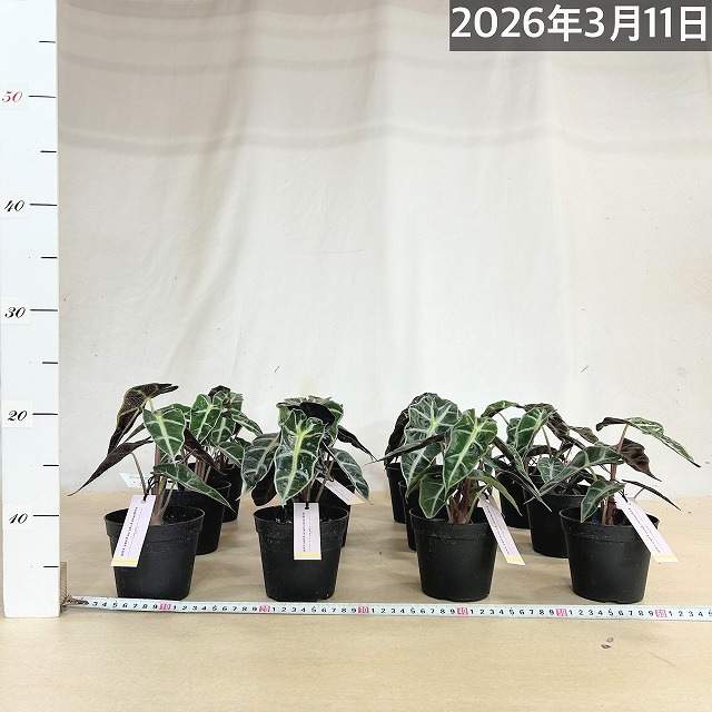 アロカシア アマゾニカ 3.5号硬質黒ポット(個体おまかせ1鉢)｜芳樹園