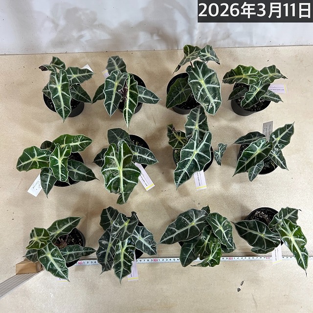 アロカシア アマゾニカ 3.5号硬質黒ポット(個体おまかせ1鉢)｜芳樹園