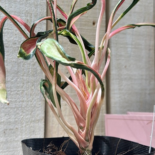 その他観葉植物 Aglaonema Medusa その他観葉植物 Aglaonema Medusa その他観葉植物 Aglaonema Medusa