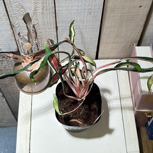 アグラオネマ メデューサ 3.5号ポット 個体A(現品)｜芳樹園オンライン