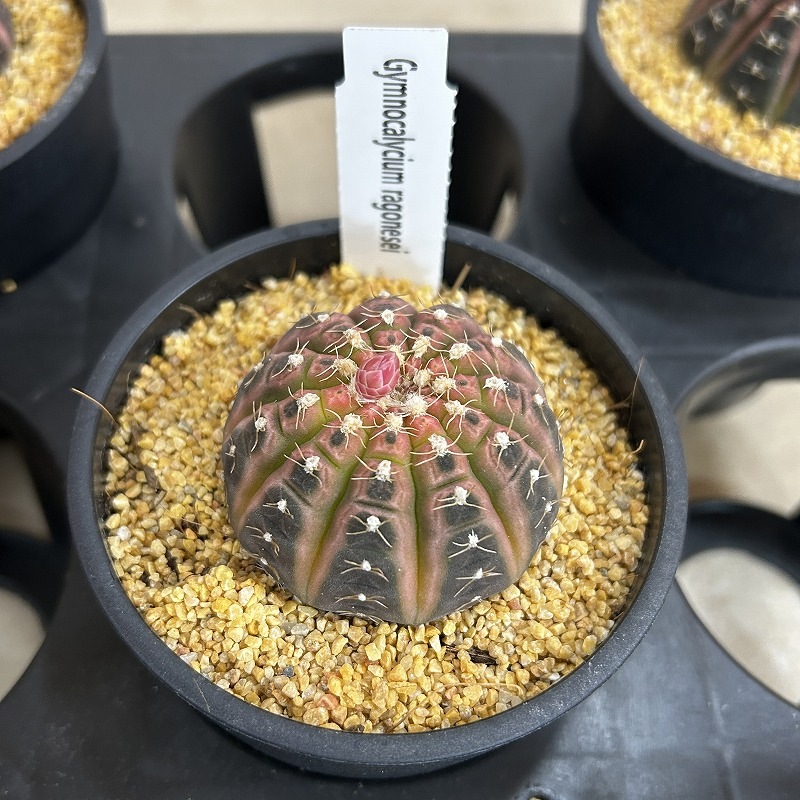 ギムノカリキウム ラゴネシー 3.5号鉢(個体おまかせ1鉢)｜芳樹園