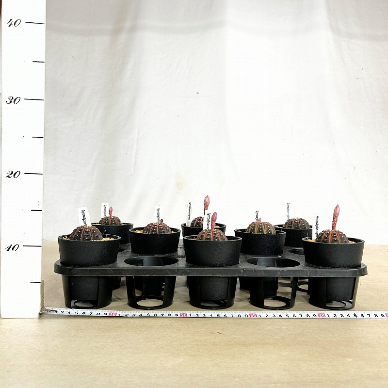 ギムノカリキウム ラゴネシー 3.5号鉢(個体おまかせ1鉢)｜芳樹園