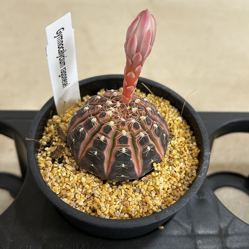 ギムノカリキウム ラゴネシー 3.5号鉢(個体おまかせ1鉢)｜芳樹園