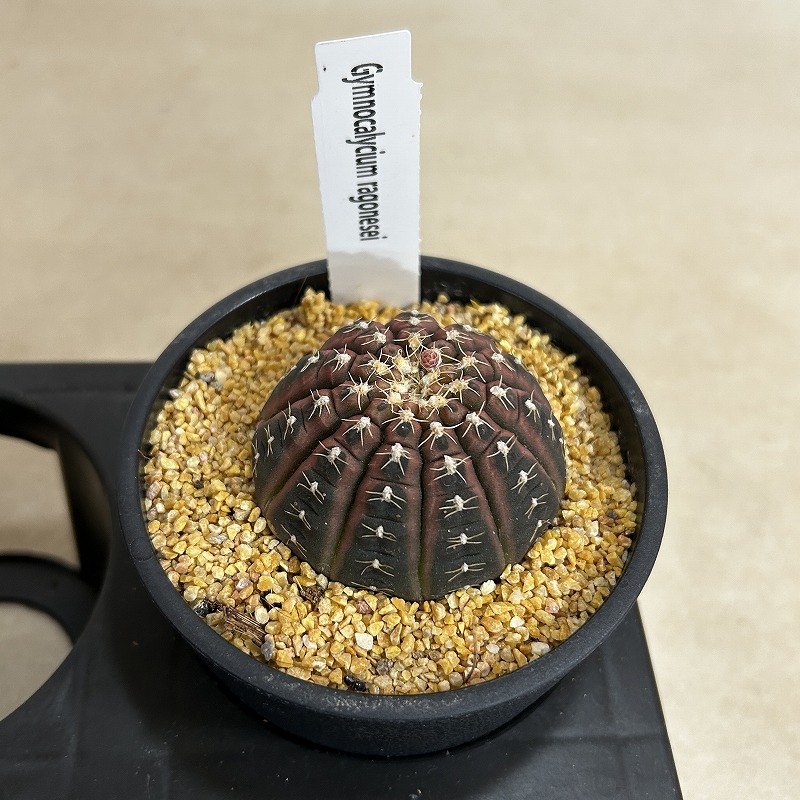 ギムノカリキウム ラゴネシー 3.5号鉢(個体おまかせ1鉢)｜芳樹園