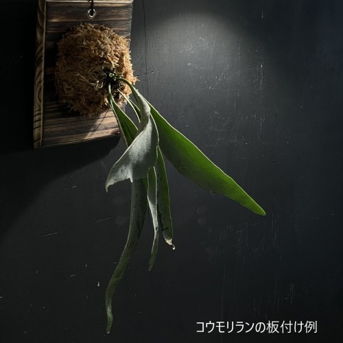 JUN コウモリランの板(スクエア型MINI)｜芳樹園オンラインショップ