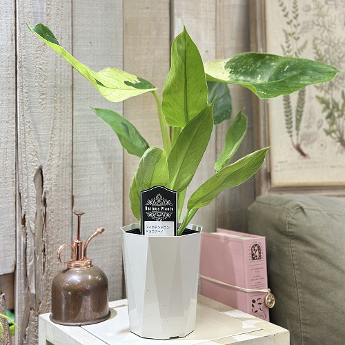 個体差あり フィロデンドロン ジョセボーノ 4号白鉢(個体