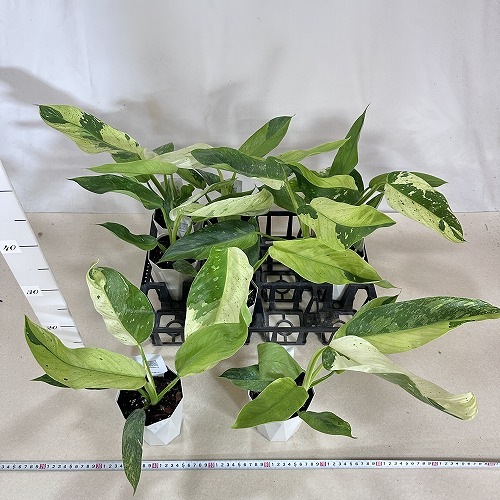 【かなり大鉢♥】フィカス ジョセボーノ 2株 個体差あり フィロデンドロン ジョセボーノ 4号白鉢(個体おまかせ1鉢