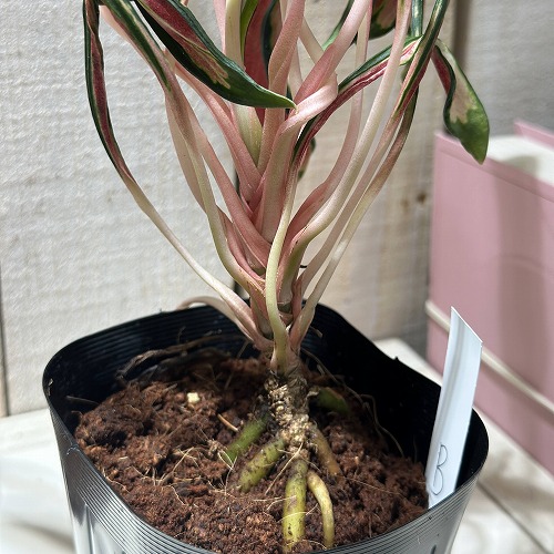 その他観葉植物 Aglaonema Medusa アグラオネマ メデューサ 3.5号ポット 個体B(現品)｜芳樹園