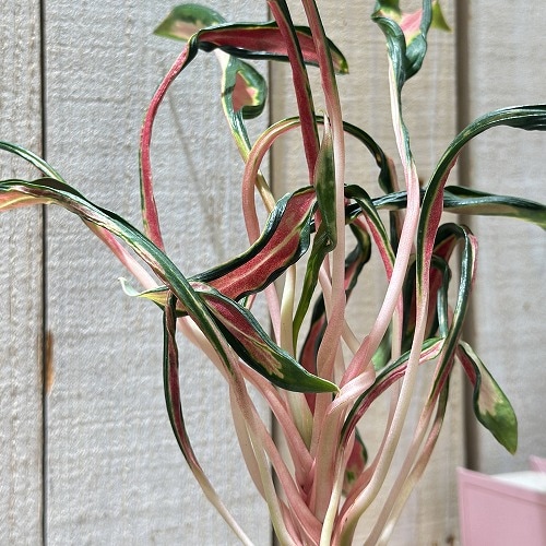 その他観葉植物 Aglaonema Medusa アグラオネマ メデューサ 3.5号ポット 個体B(現品)｜芳樹園