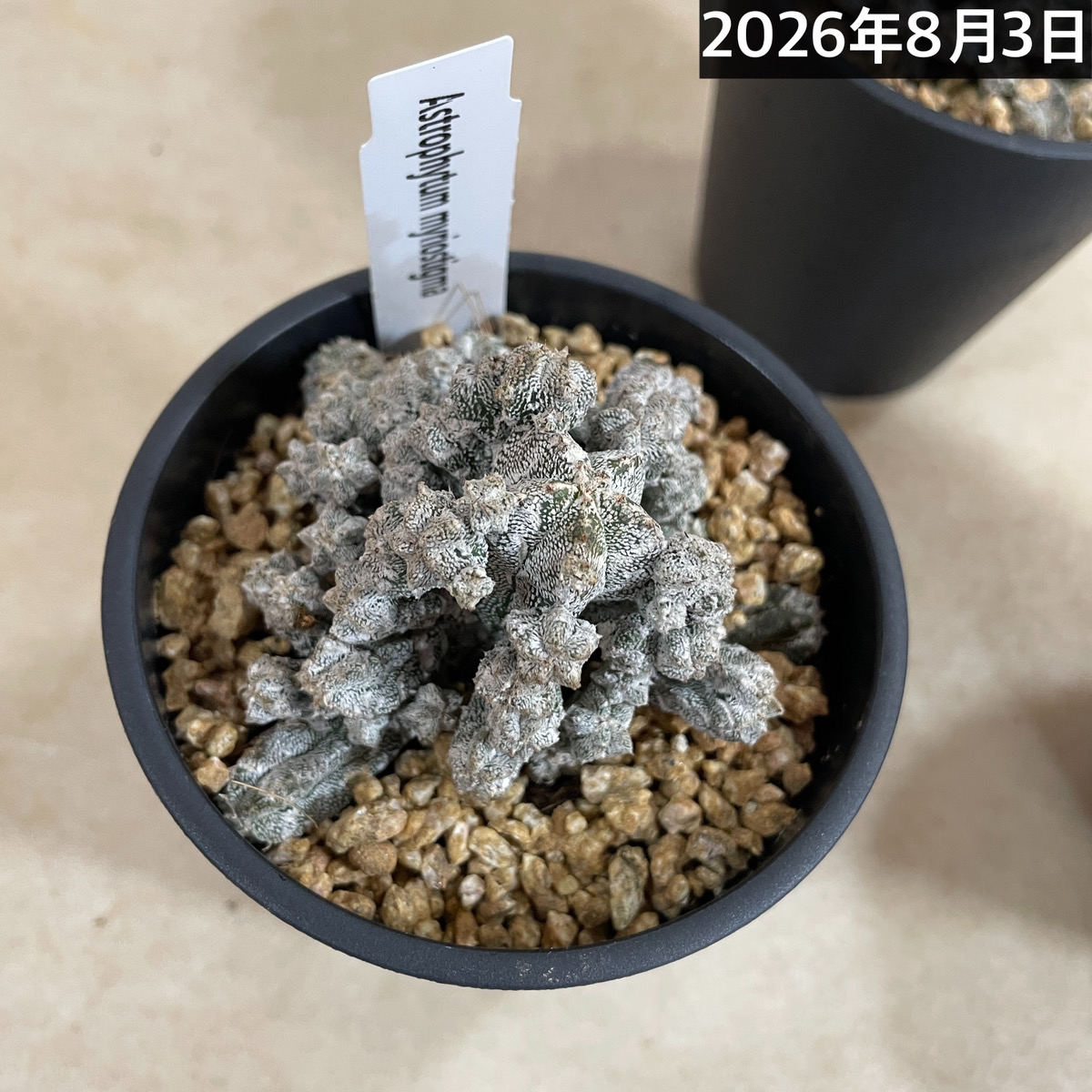 鸞鳳玉(アストロフィツム ミリオスティグ) 仔吹き 3.5号鉢(個体