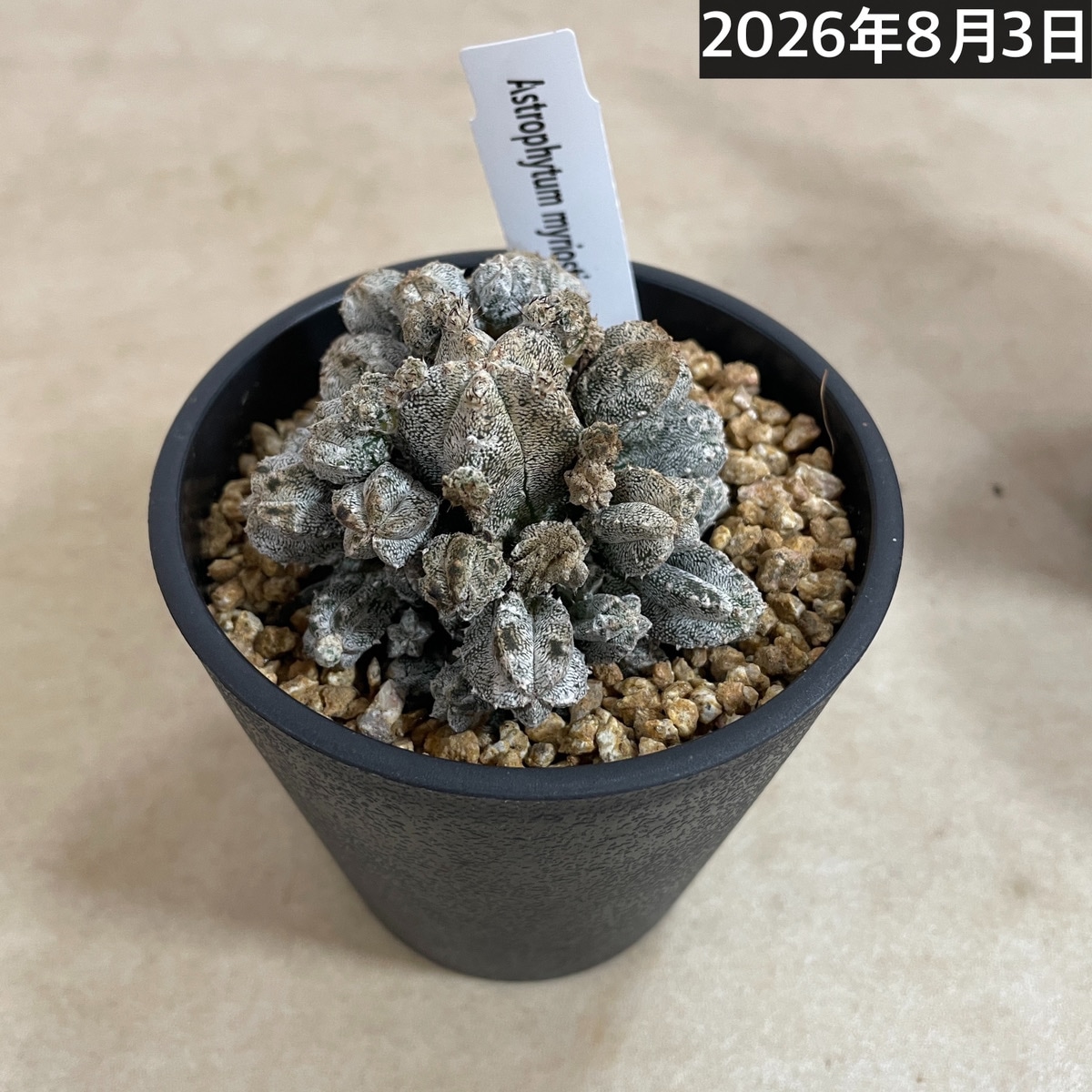 鸞鳳玉(アストロフィツム ミリオスティグ) 仔吹き 3.5号鉢(個体