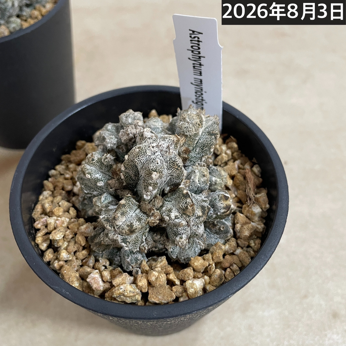 希少　仔吹き　群生　アストロフィツム　ランポー玉　鸞鳳玉　陶器鉢のまま発送 鸞鳳玉(アストロフィツム ミリオスティグ) 仔吹き 3.5号鉢(個体