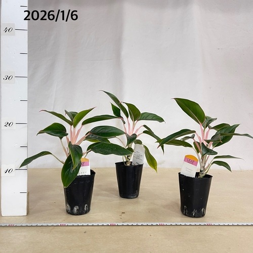 アグラオネマ サファイヤ 2.5号｜芳樹園オンラインショップ