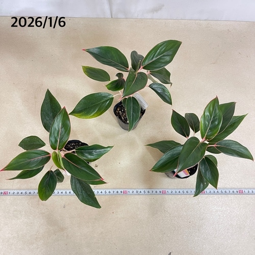 アグラオネマ サファイヤ 2.5号｜芳樹園オンラインショップ