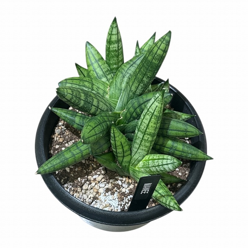 サンセベリア マニー Sansevieria Manee 5号(現品)｜芳樹園オンライン