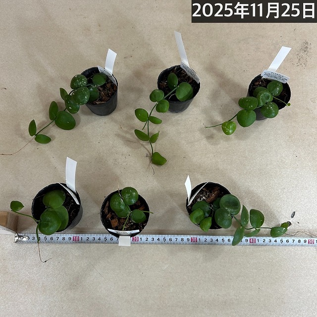 葉傷みあり】ディスキディア ナムコック 2.5号｜芳樹園オンラインショップ