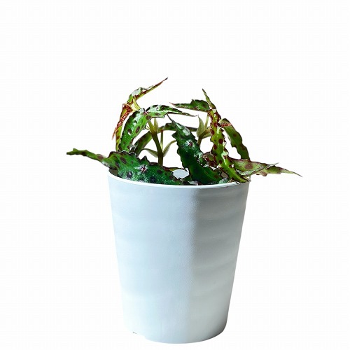 葉傷みあり】ベゴニア アンフィオクサス 3号 ｜芳樹園オンラインショップ