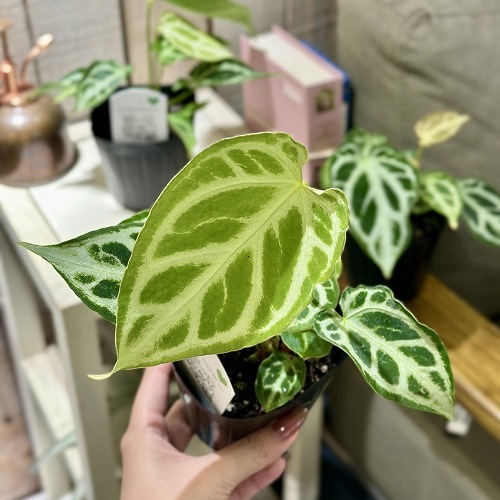 葉傷みあり】アンスリウム クリスタリナム ホープ 3.5号ポット(個体