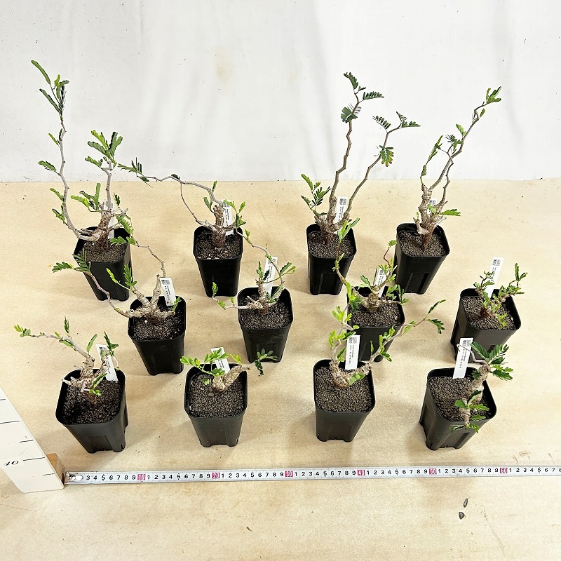 センナ メリディオナリス 3号角鉢(個体おまかせ1鉢)｜芳樹園オンライン