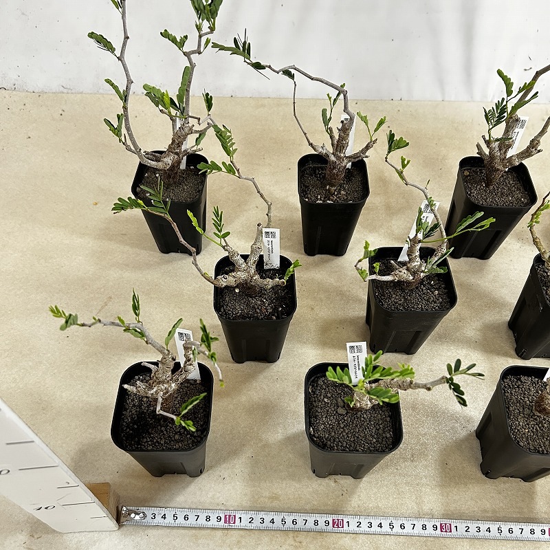 センナ メリディオナリス 3号角鉢(個体おまかせ1鉢)｜芳樹園オンライン