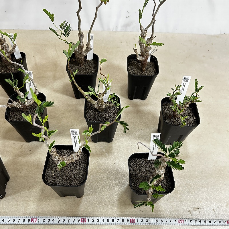 センナ メリディオナリス 3号角鉢(個体おまかせ1鉢)｜芳樹園オンライン