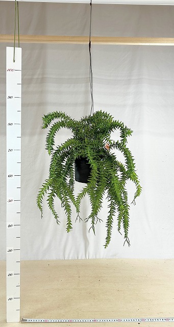 フペルジア フレグマリア 5号吊り具付き(個体おまかせ1鉢)｜芳樹園