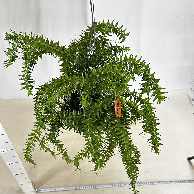フペルジア フレグマリア 5号吊り具付き(個体おまかせ1鉢)｜芳樹園