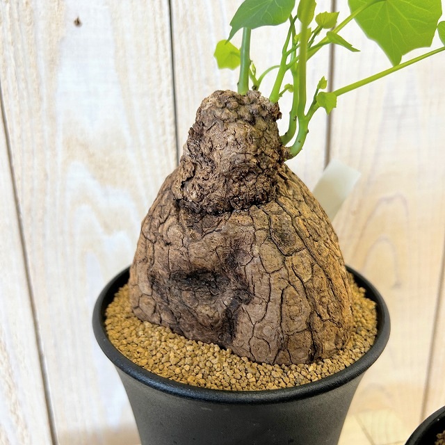 ステファニア スベローサ 4号ロング鉢 個体A～C(現品)｜芳樹園