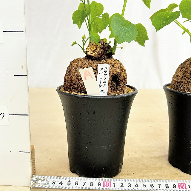 ステファニア スベローサ 4号ロング鉢 個体A～C(現品)｜芳樹園