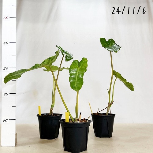 フィロデンドロン パライソベルデ 斑入り 4号｜芳樹園オンラインショップ