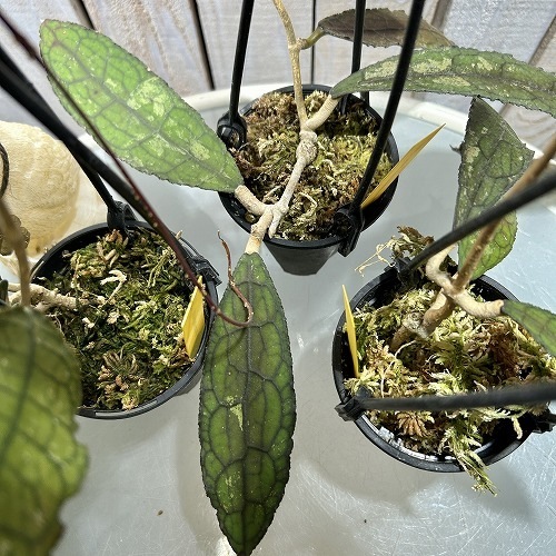 ホヤ(サクララン) クレメンシオラム 3号吊り鉢｜芳樹園オンラインショップ