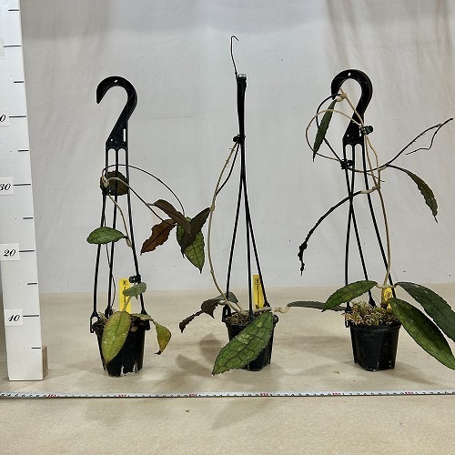 ホヤ(サクララン) クレメンシオラム 3号吊り鉢｜芳樹園