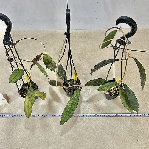 ホヤ(サクララン) クレメンシオラム 3号吊り鉢｜芳樹園オンラインショップ