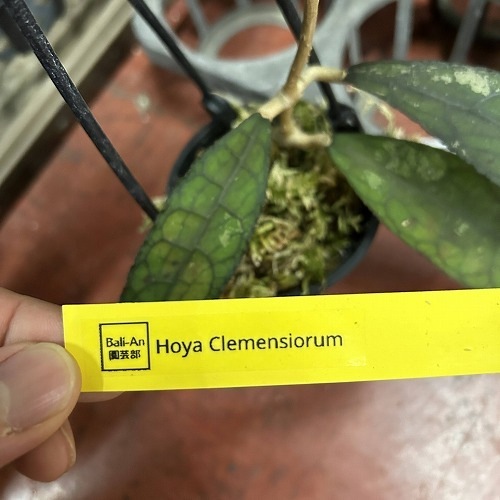 Hoya clemensiorum (Splash) ホヤ クレメンシオラム（ホヤ