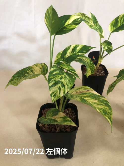 エピプレムナム(ハブカズラ) アマゾンゴールド 4号黒角鉢(個体おまかせ