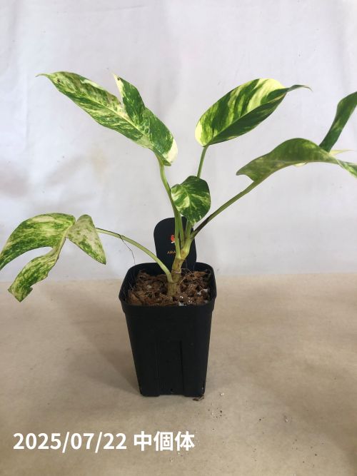 エピプレムナム(ハブカズラ) アマゾンゴールド 4号黒角鉢(個体おまかせ