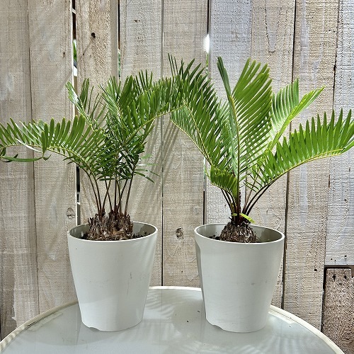 ザミア フロリダーナ(メキシコソテツ) 5号鉢(個体おまかせ1鉢)｜芳樹園